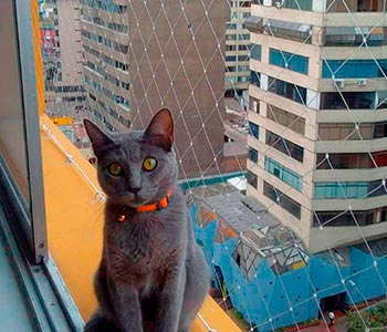 malla para gatos